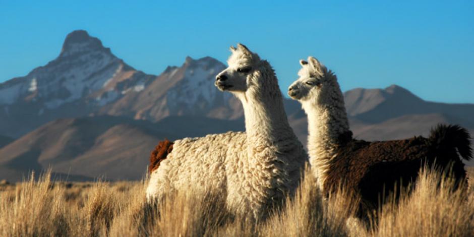 Schutzprogramm für Alpacas am Titicaca-See