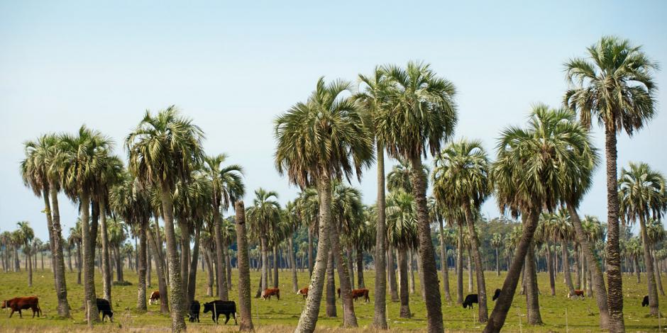 Uruguayische Rinder im Palmenwald