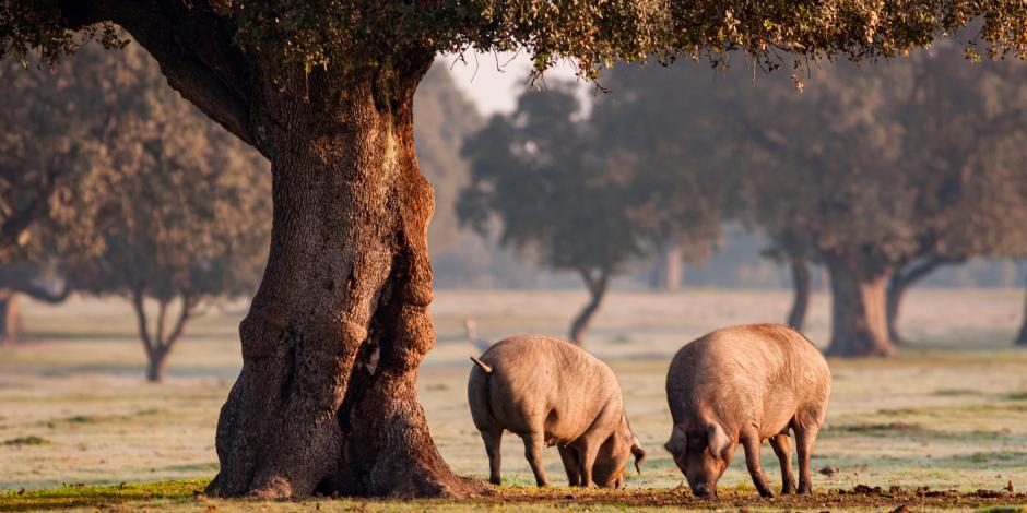 Extremadura: Heimat des Iberischen Schweins