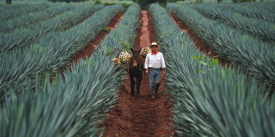 Campo de agave en Jalisco (México)