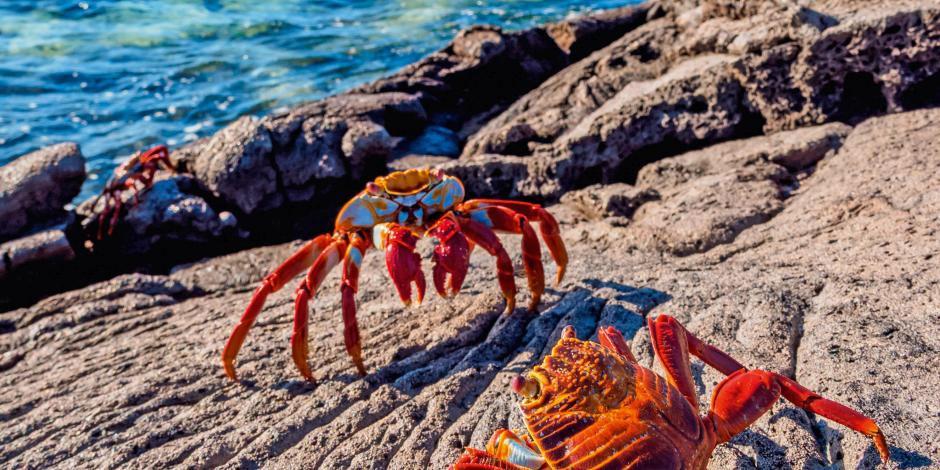 Sally Lightfoot crab (Grapsus grapsus), Sullivan Bay, Santiago (James) Island, Galapagos