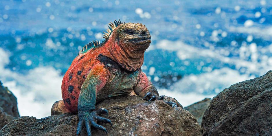 Bunter Leguan von der Insel Floreana, Galapagos.