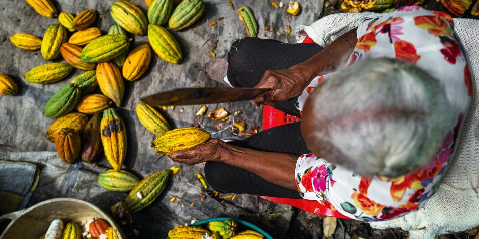 Una agricultora abre una vaina de cacao con un machete en una finca de Cuernavaca, Colombia