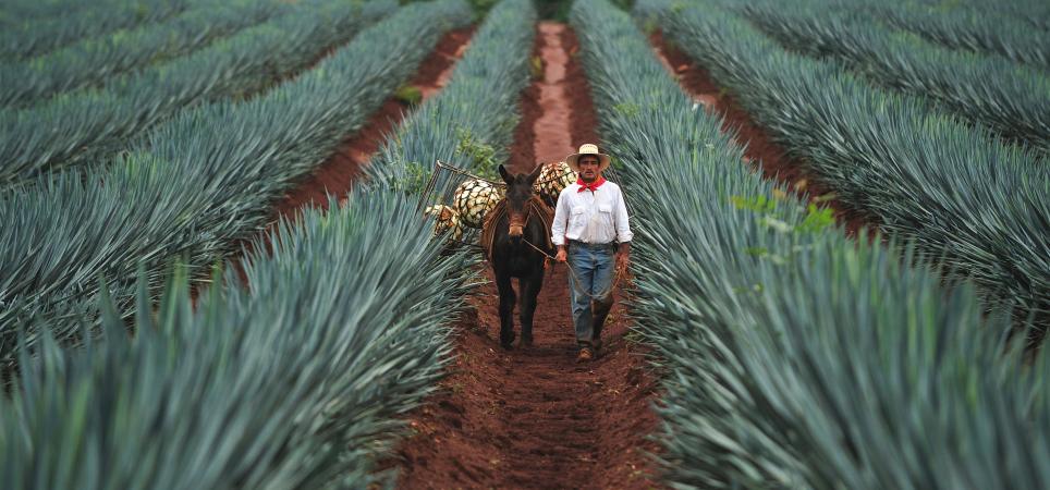 Campo de agave en Jalisco (México)