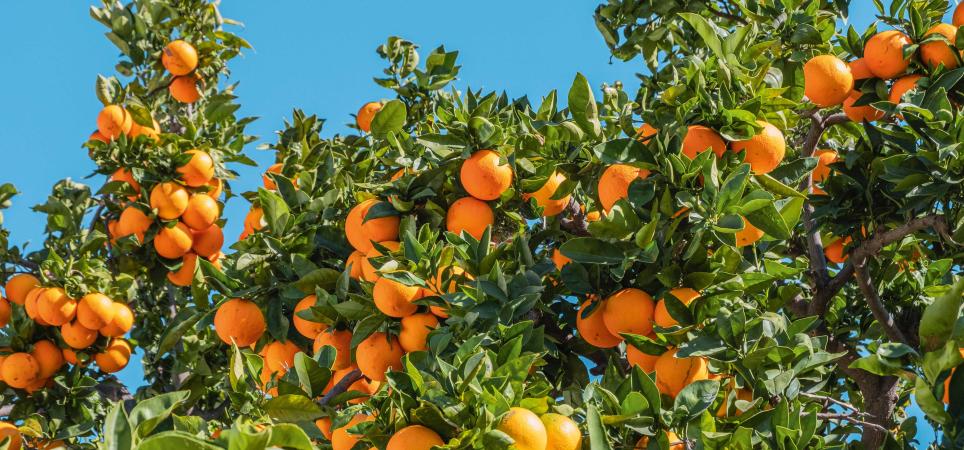 Orangen