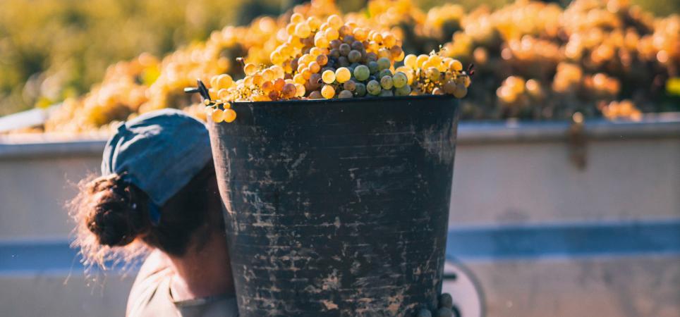 Cava – Spaniens Antwort auf Champagner, Prosecco und alle anderen Schaumweine dieser Welt.