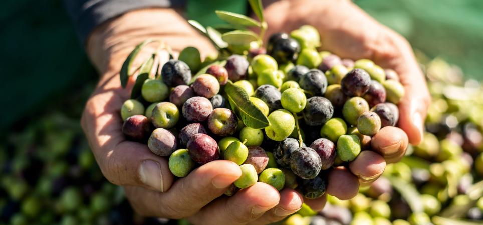 Ein Blick auf Olivensorten und -öl in Zeiten, in denen der Alltag der Olivenbauern im Wandel ist.​