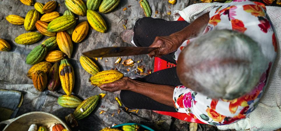 Una agricultora abre una vaina de cacao con un machete en una finca de Cuernavaca, Colombia