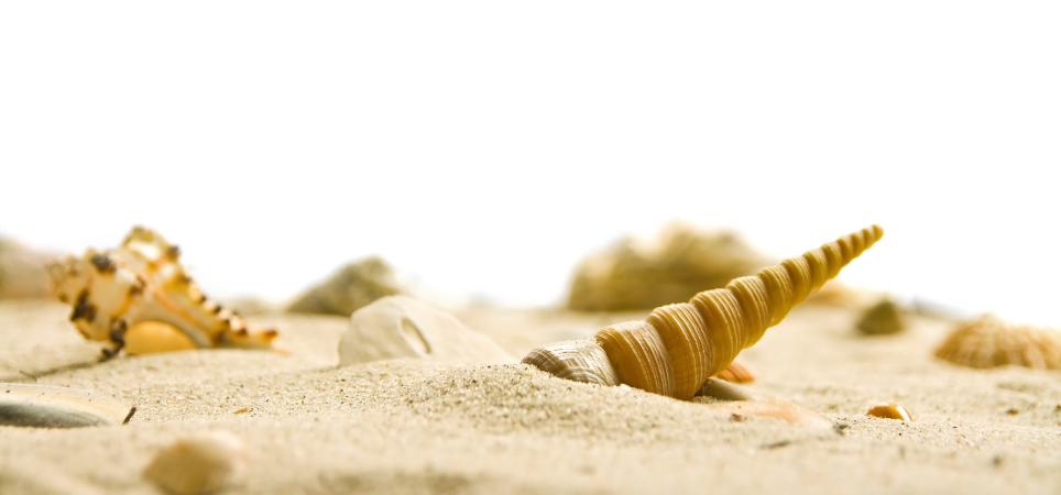 Conchas en el mar