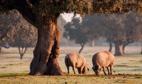 Extremadura: Heimat des Iberischen Schweins