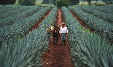 Campo de agave en Jalisco (México)