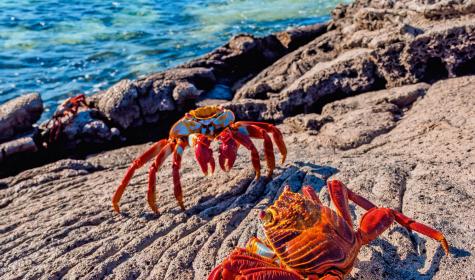 Sally Lightfoot crab (Grapsus grapsus), Sullivan Bay, Santiago (James) Island, Galapagos