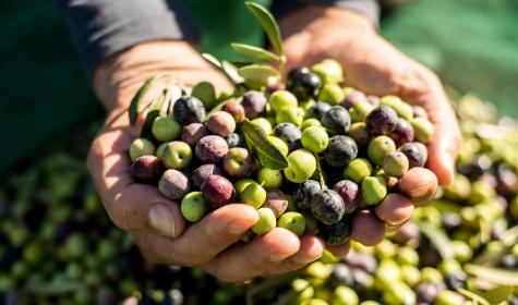 Ein Blick auf Olivensorten und -öl in Zeiten, in denen der Alltag der Olivenbauern im Wandel ist.​