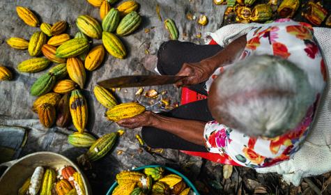 Una agricultora abre una vaina de cacao con un machete en una finca de Cuernavaca, Colombia