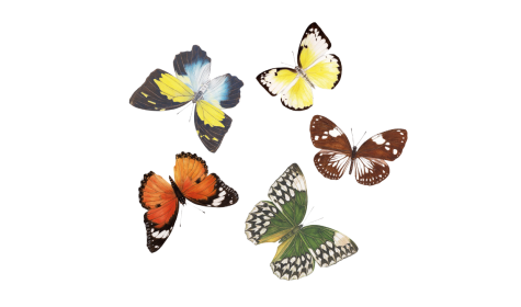 Mariposas